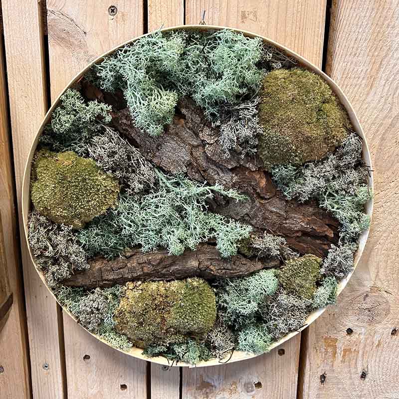 Moosbild mit Islandmoos Workshop Düsseldorf